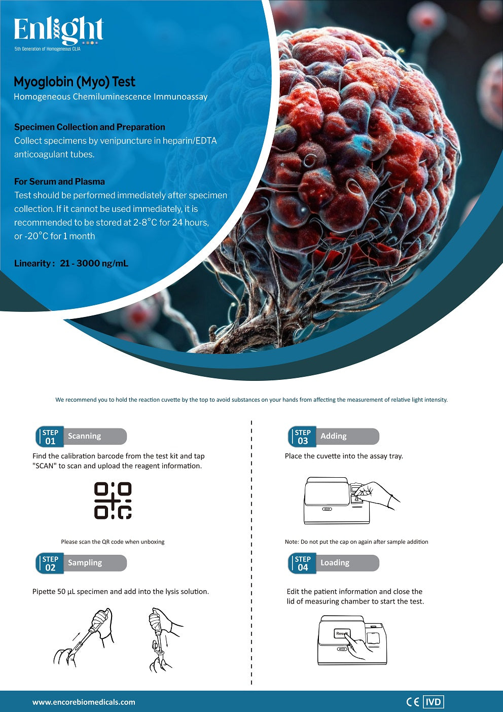 Myoglobin