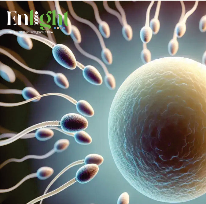 Hormones Fertility