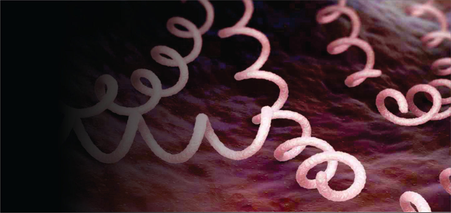 syphilis