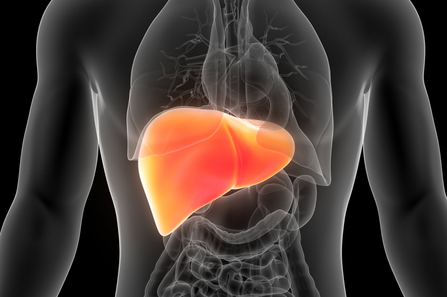 HEPATITIS C VIRUS (HCV)